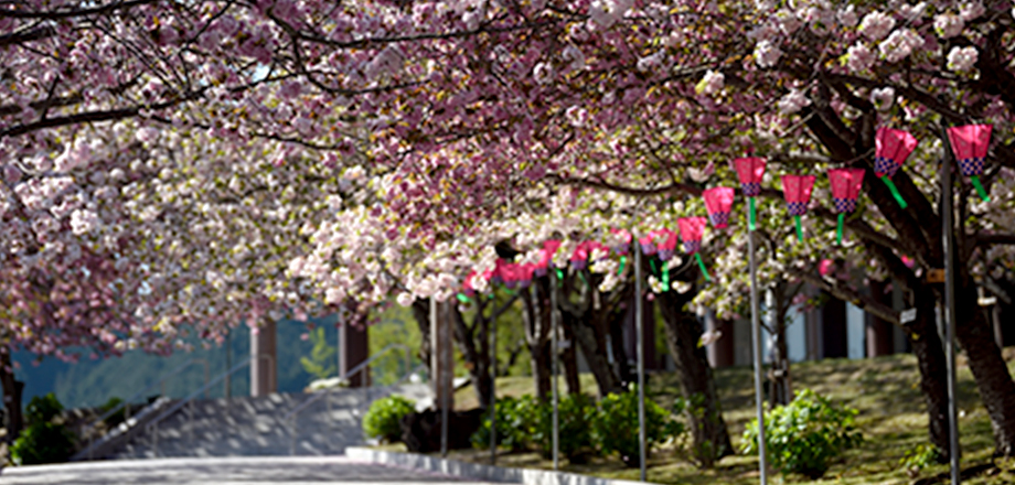 入教者への道しるべ 桜の写真