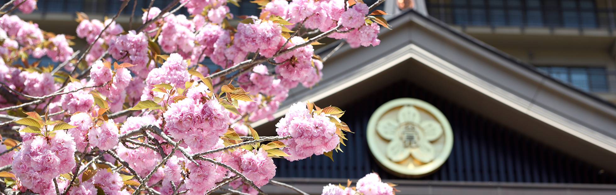 教義　本殿と桜の写真